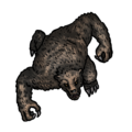 349 - Werebear Roaring (Large).png