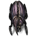 1029 - Giant Beetle Ground (Large).png